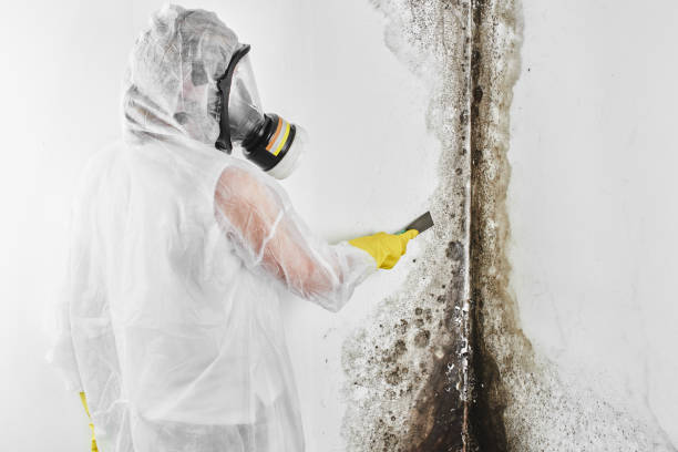 Best Mold Testing  in Mcelhattan, PA