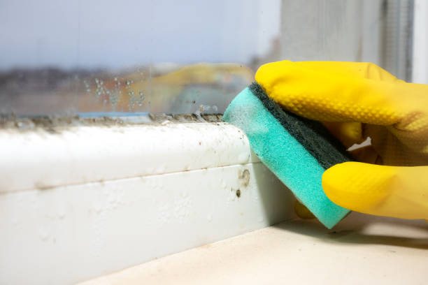 Best Mold Removal Near Me  in Mcelhattan, PA