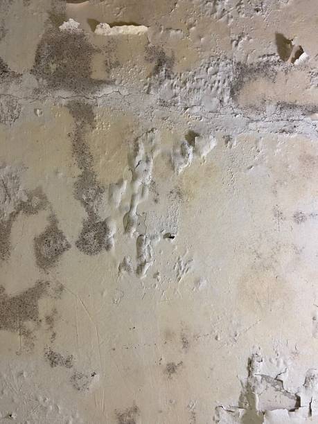 Best Mold Damage Repair  in Mcelhattan, PA