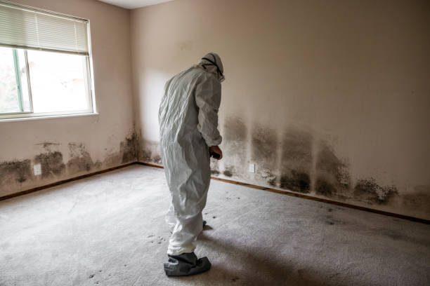 Mold Removal and Inspection in Mcelhattan, PA