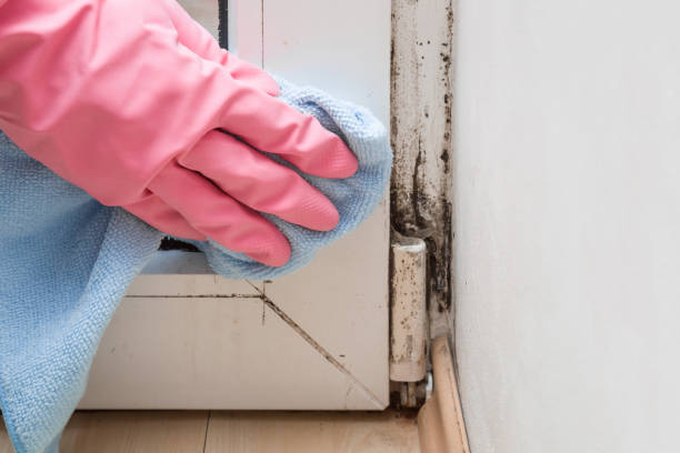 Best Professional Mold Removal  in Mcelhattan, PA