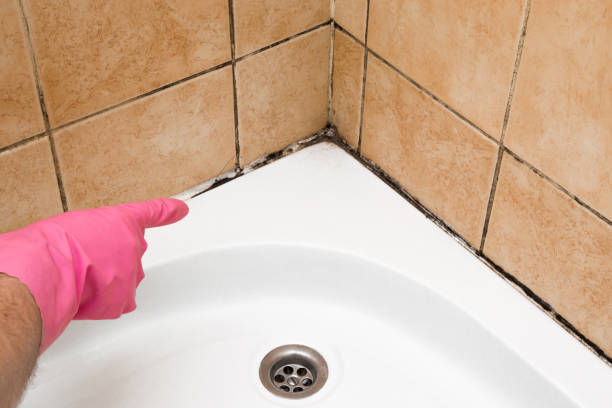 Certified Mold Removal in Mcelhattan, PA